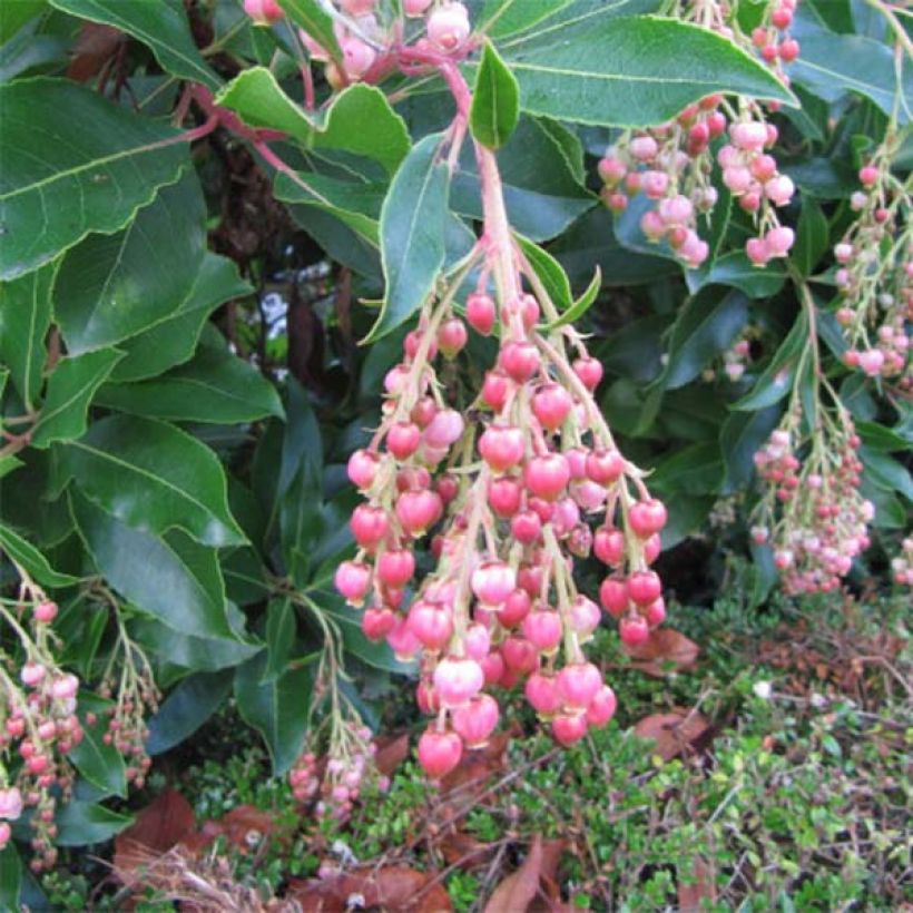 Arbutus unedo Rubra - Aardbeiboom (Flowering)