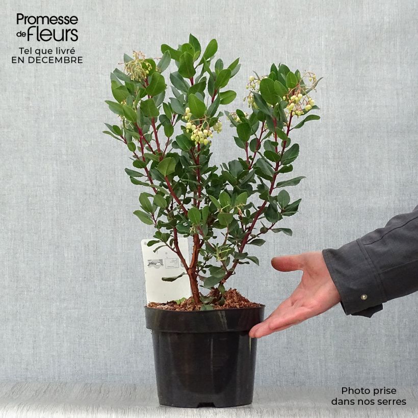 Example of Arbutus unedo Rubra - Aardbeiboom Pot van 3 l/4 l as you get in hiver
