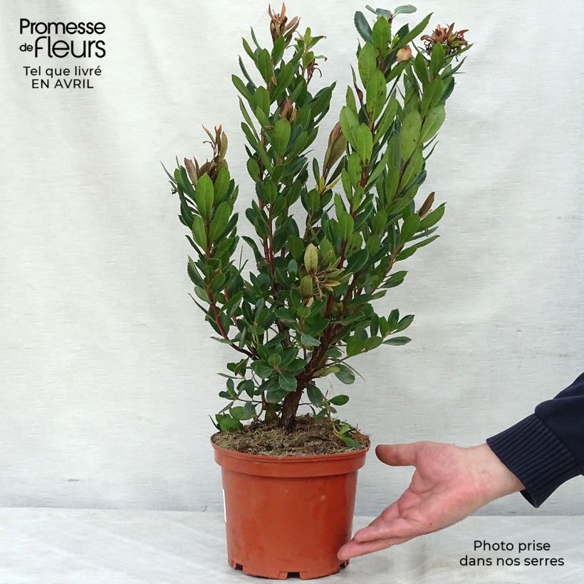 Exemplaar van Arbutus unedo Rubra - Aardbeiboom Pot van 3 l/4 l zoals geleverd in de lente