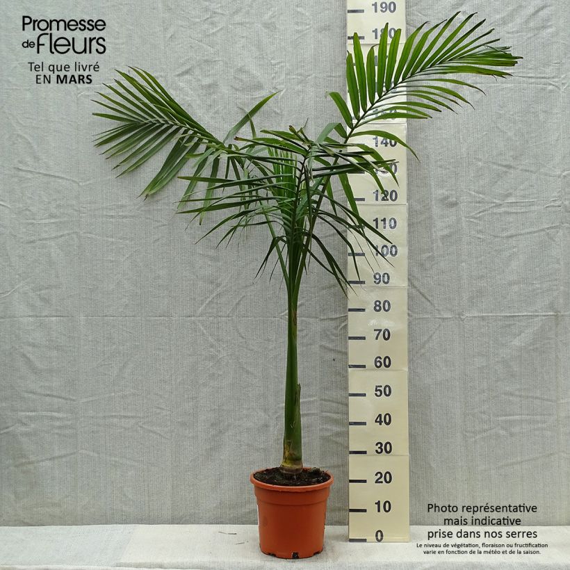 Exemplaar van Archontophoenix alexandrae - Koningspalm Pot van 7,5 l/10 l zoals geleverd in de lente