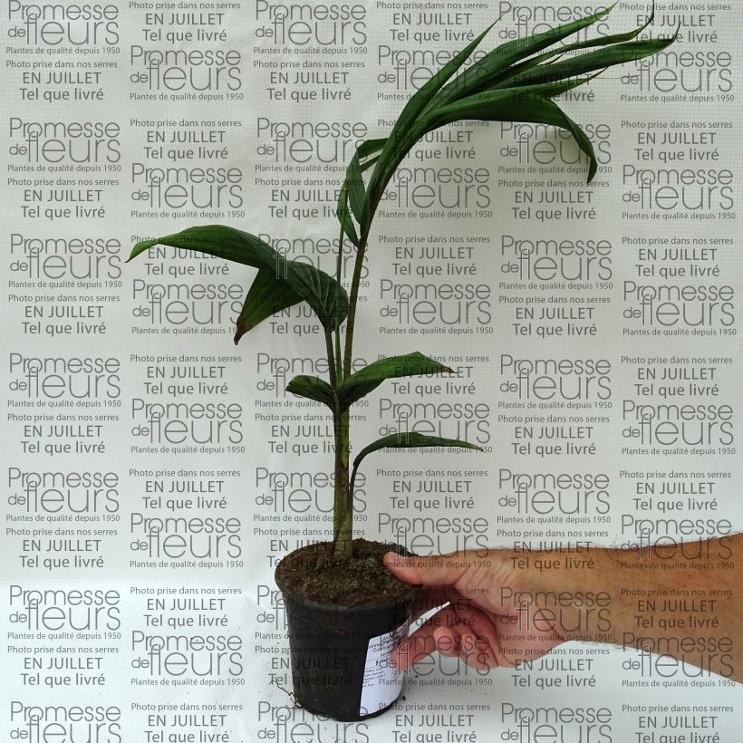 Example of Archontophoenix cunninghamiana - Palmiste de Cunningham, Palmier roi Pot van 12 cm / 13 cm as you get in ete