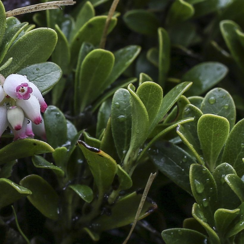 Arctostaphylos uva-ursi - Berendruif (Foliage)