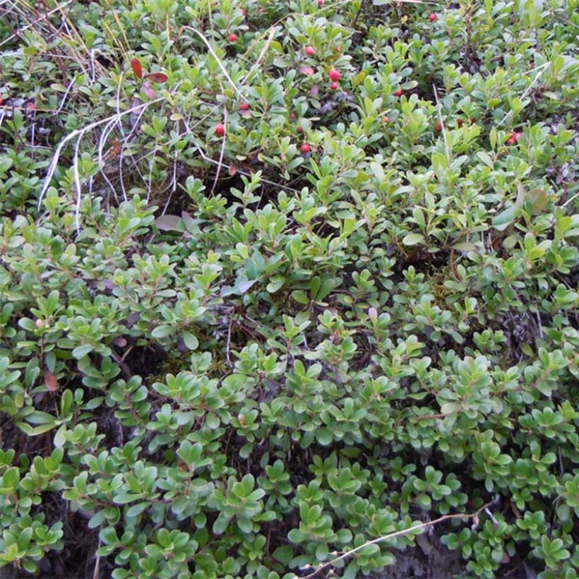 Arctostaphylos uva-ursi - Berendruif (Plant habit)