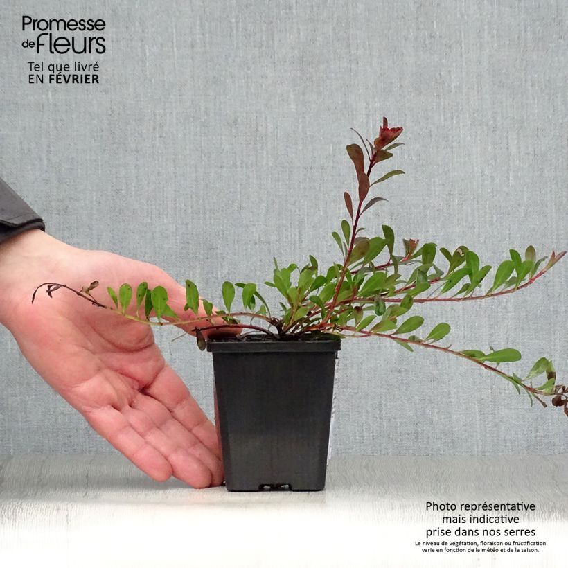 Example of Arctostaphylos uva-ursi - Raisin d'ours Kweekpotje van 8/9 cm as you get in hiver