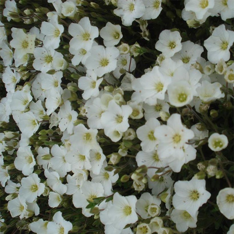 Arenaria montana - Zandkruid (Flowering)