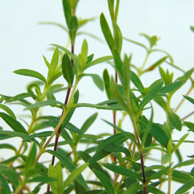 Arenaria montana - Zandkruid (Foliage)