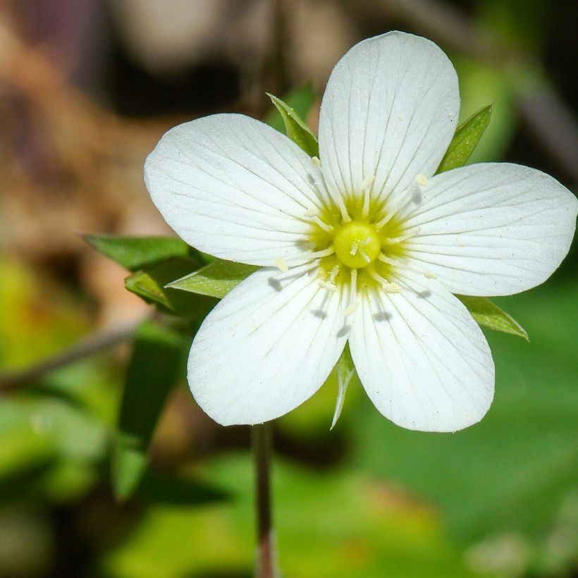 Arenaria montana - Zandkruid (Bloei)