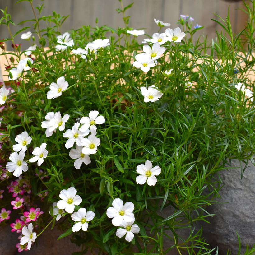 Arenaria montana - Zandkruid (Groeiplaats)