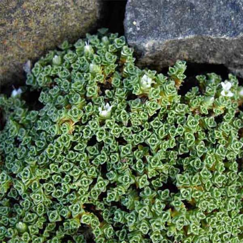 Arenaria tetraquetra subsp. granatensis - Zandmuur (Groeiplaats)