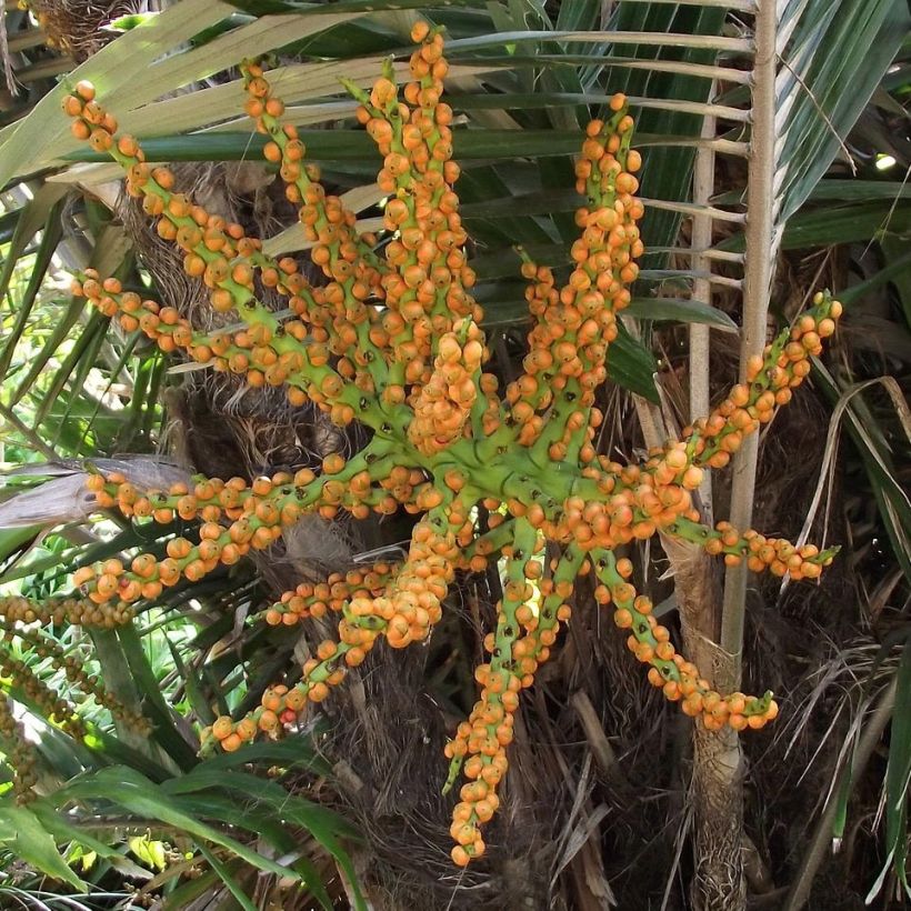 Arenga englerii - Dwergsuikerpalm (Oogst)