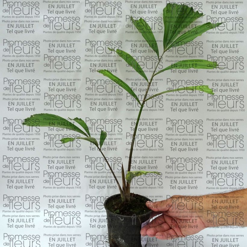Exemplaar van Arenga englerii - Dwergsuikerpalm Pot van 12 cm / 13 cm zoals geleverd in de zomer