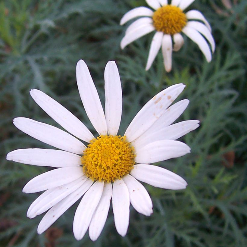 Argyranthemum Chelsea Girl - Struikmargriet (Bloei)