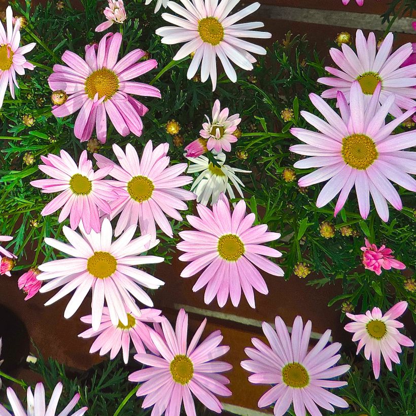 Argyranthemum Gills Pink - Struikmargriet (Bloei)