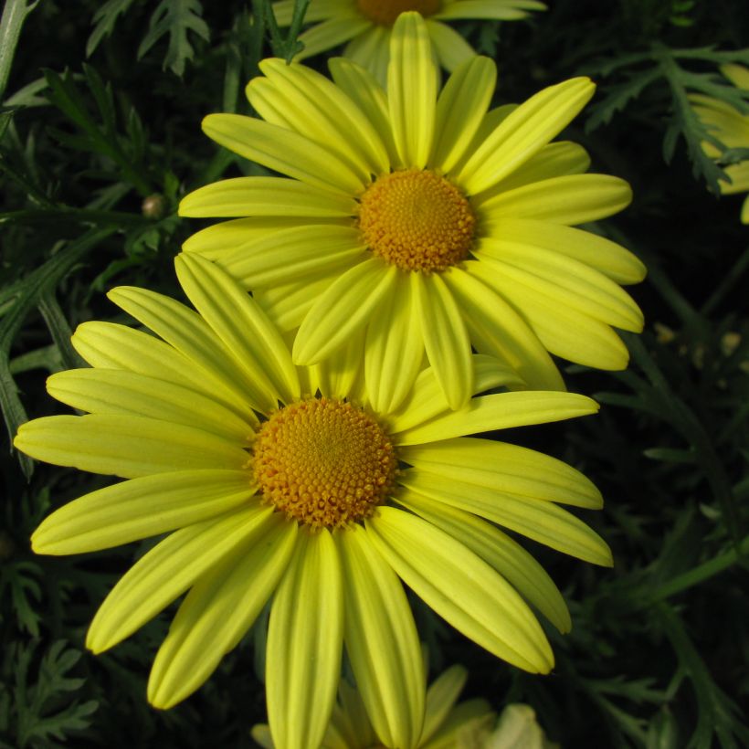Argyranthemum Jamaïca Primerose - Struikmargriet (Bloei)