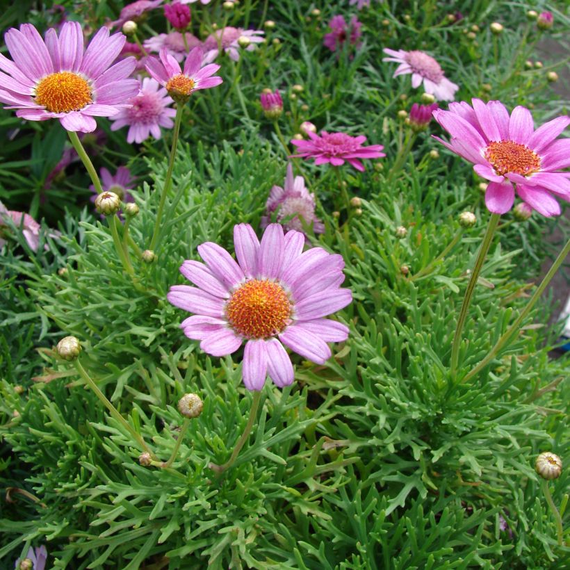 Argyranthemum Petite Pink - Struikmargriet (Groeiplaats)