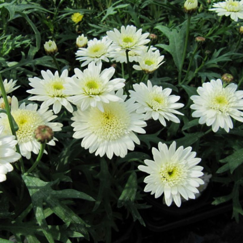 Argyranthemum Powder Puff - Struikmargriet (Bloei)