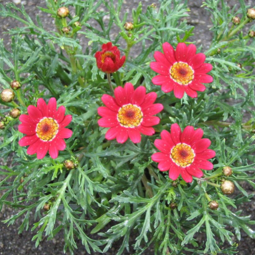 Argyranthemum Starlight - Struikmargriet (Bloei)