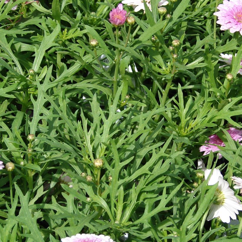 Argyranthemum Summer Melody - Struikmargriet (Blad)