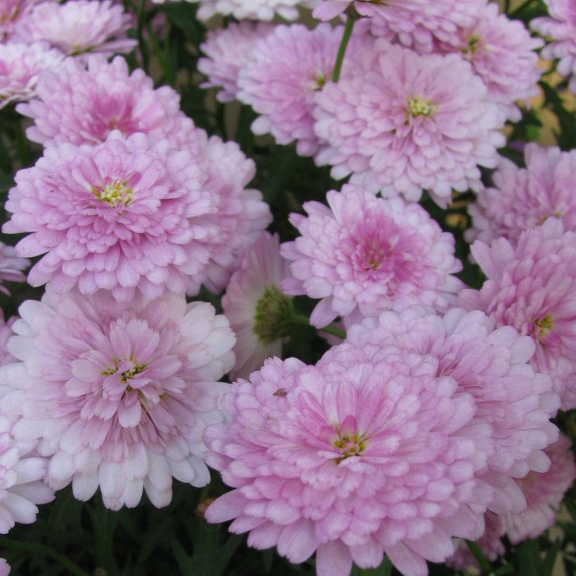 Argyranthemum Summer Melody - Struikmargriet (Bloei)