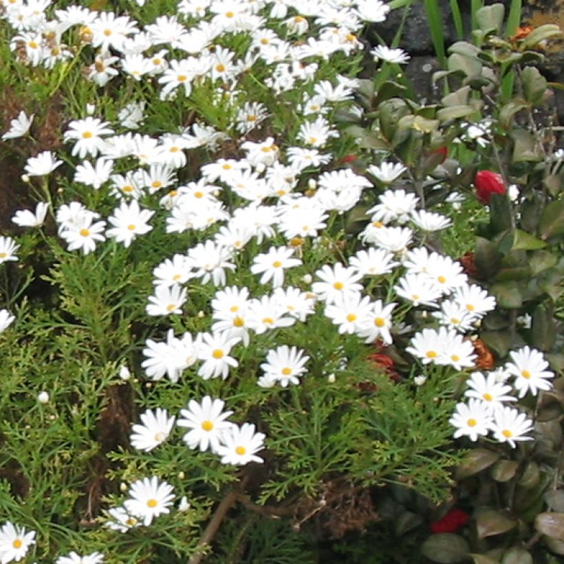Argyranthemum Snowflake - Struikmargriet (Bloei)