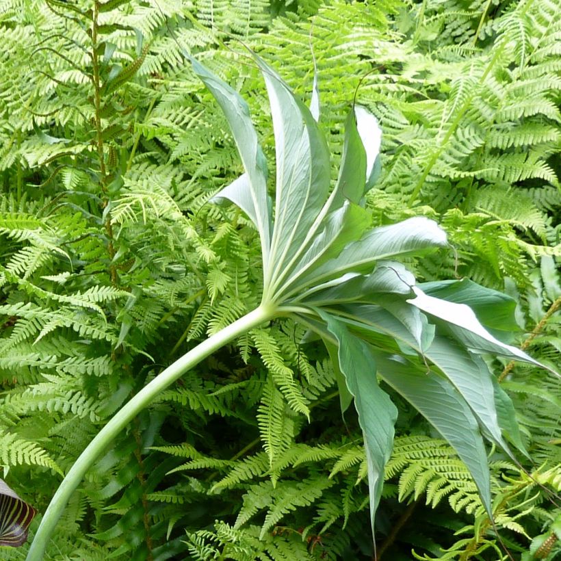 Arisaema consanguineum - Cobralelie (Blad)