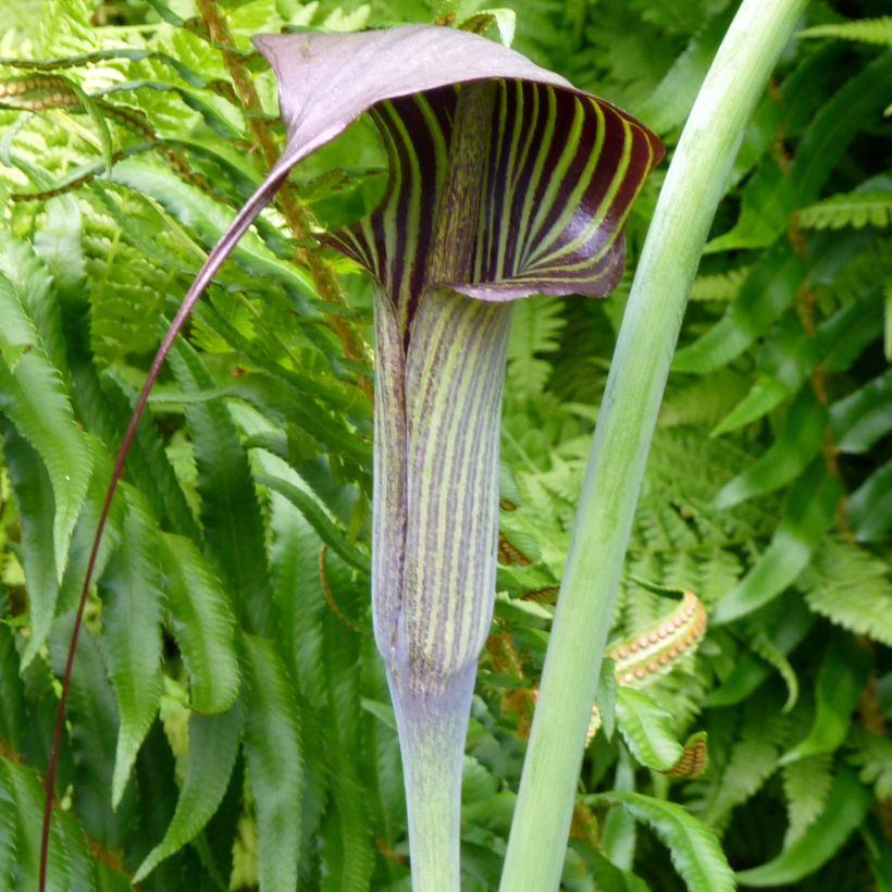 Arisaema consanguineum - Cobralelie (Bloei)
