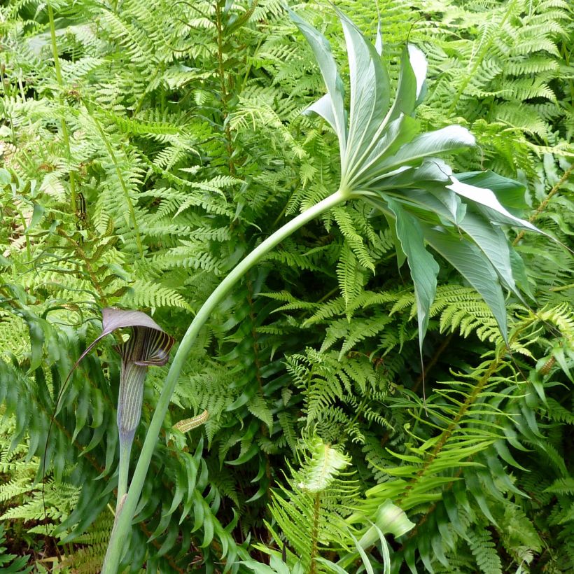 Arisaema consanguineum - Cobralelie (Groeiplaats)