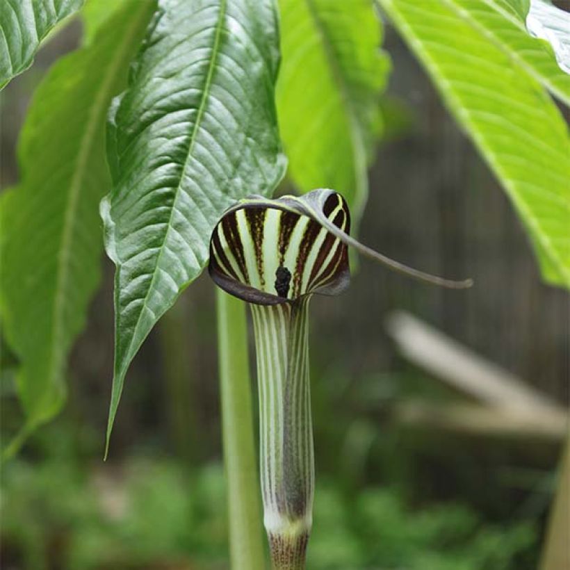 Arisaema concinnum - Jan-op-de-preekstoel (Bloei)