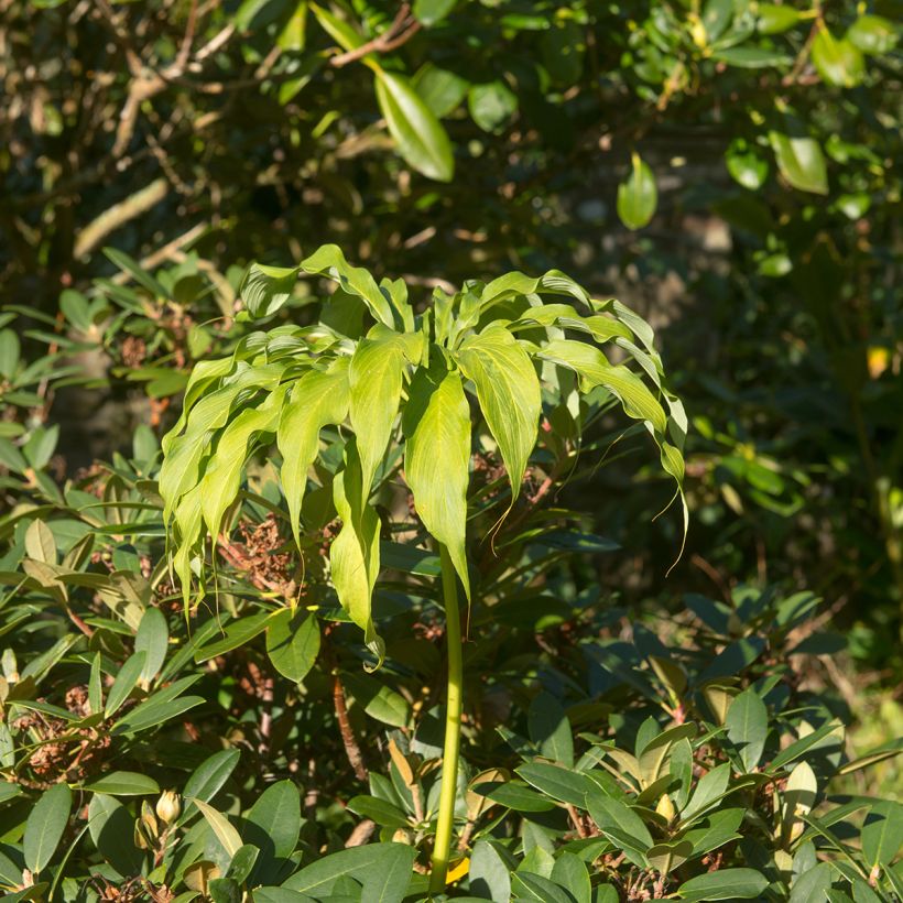 Arisaema consanguineum - Cobralelie (Groeiplaats)