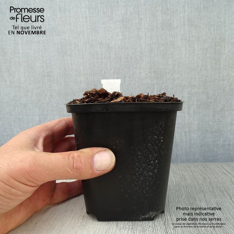 Exemplaar van Arisaema costatum - Jan op de preekstoel Kweekpotje van 8/9 cm zoals geleverd in de herfst