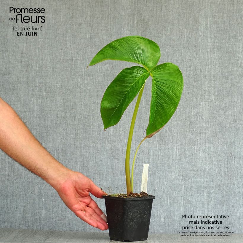 Exemplaar van Arisaema costatum - Jan op de preekstoel Kweekpotje van 8/9 cm zoals geleverd in de zomer