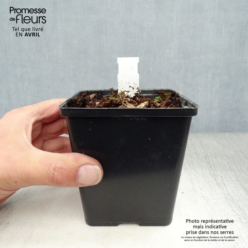 Exemplaar van Arisaema costatum - Jan op de preekstoel Kweekpotje van 8/9 cm zoals geleverd in de lente