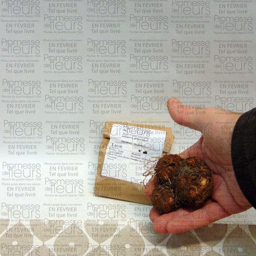 Voorbeeld van een exemplaar van Arisaema dracontium - Cobralelie Bol zoals geleverd