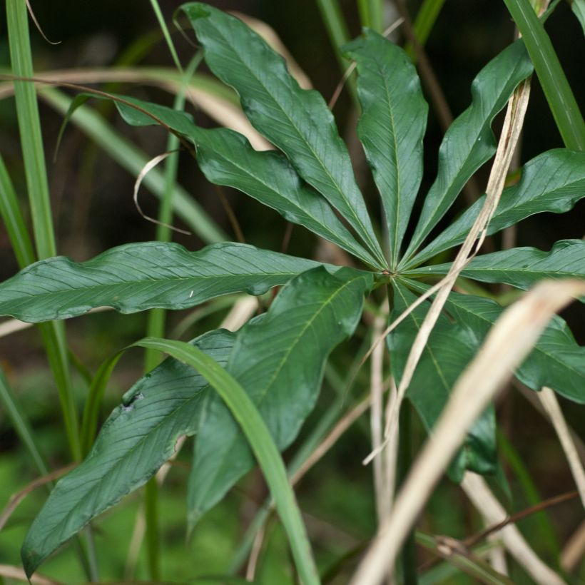 Arisaema erubescens - Cobralelie (Blad)