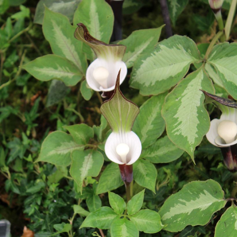 Arisaema sikokianum - Cobralelie (Blad)