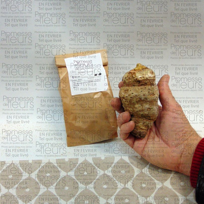 Voorbeeld van een exemplaar van Arisaema speciosum - Cobralelie Bol zoals geleverd