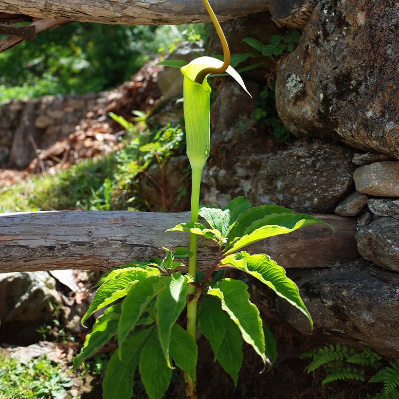 Arisaema tortuosum - Cobralelie (Groeiplaats)