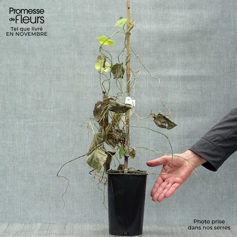 Exemplaar van Aristolochia macrophylla - Grote pijpbloem Pot van 1 l/1,5 l zoals geleverd in de herfst