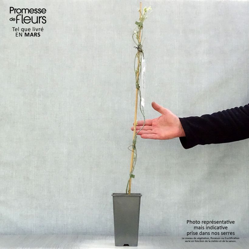 Exemplaar van Aristolochia macrophylla - Grote pijpbloem Pot van 1 l/1,5 l zoals geleverd in de lente