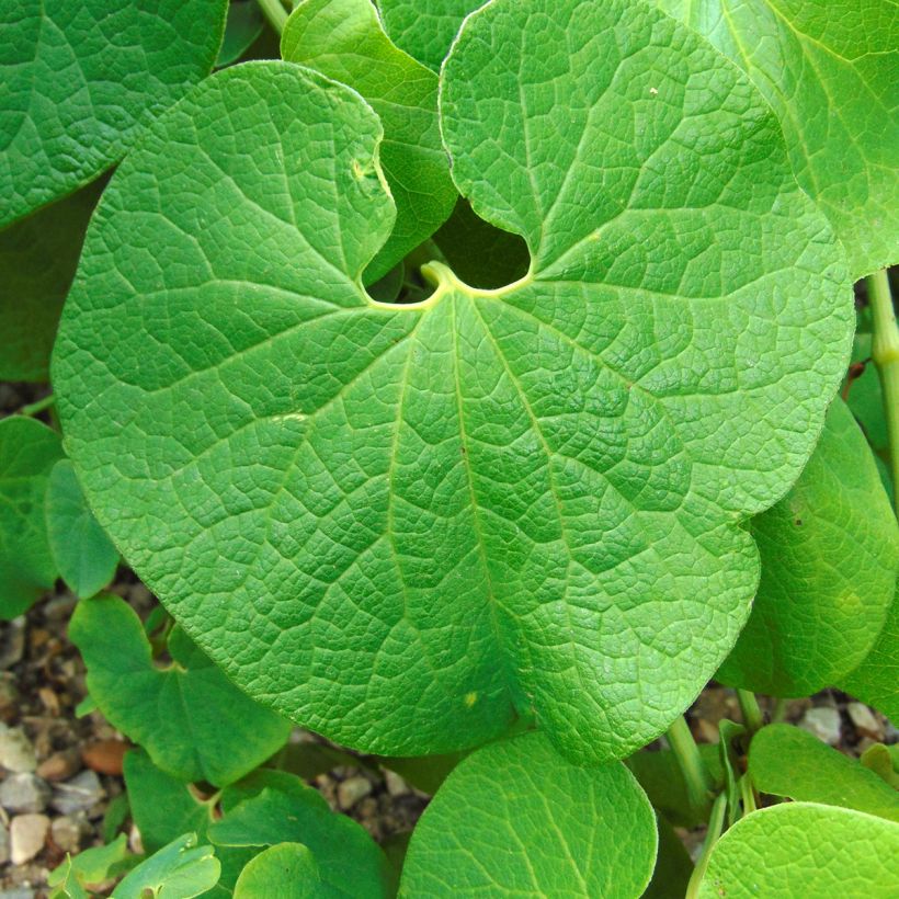 Aristolochia clematitis - Pijpbloem (Blad)