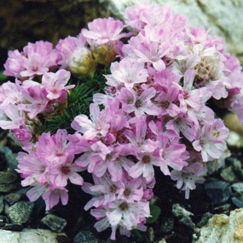 Armeria juniperifolia - Engels gras (Groeiplaats)