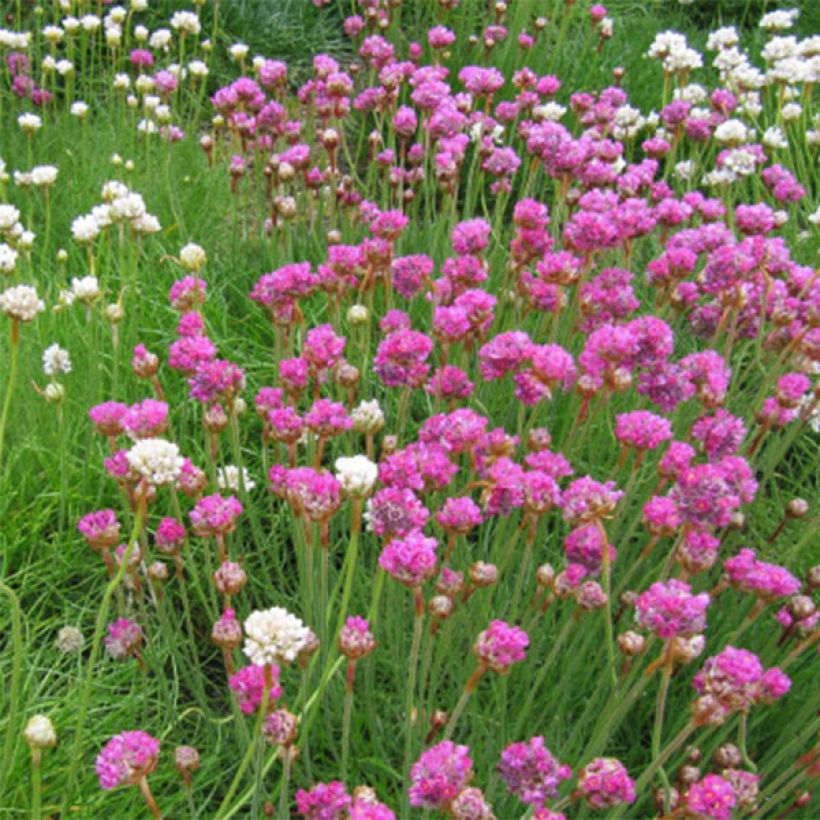 Armeria maritima splendens - Strandkruid (Flowering)