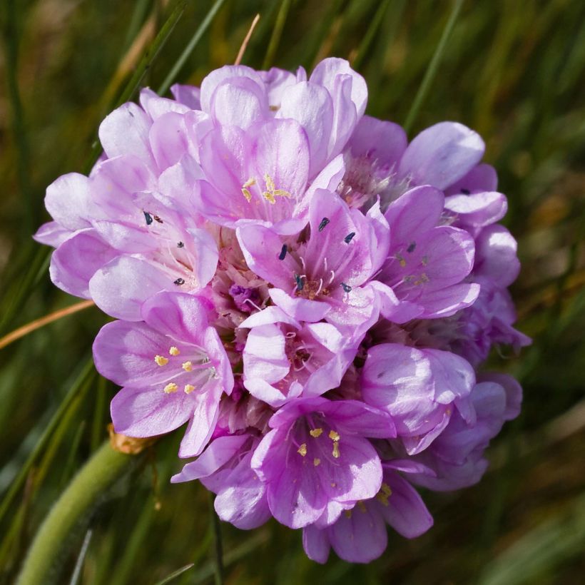 Armeria maritima Rosea - Engels gras (Flowering)