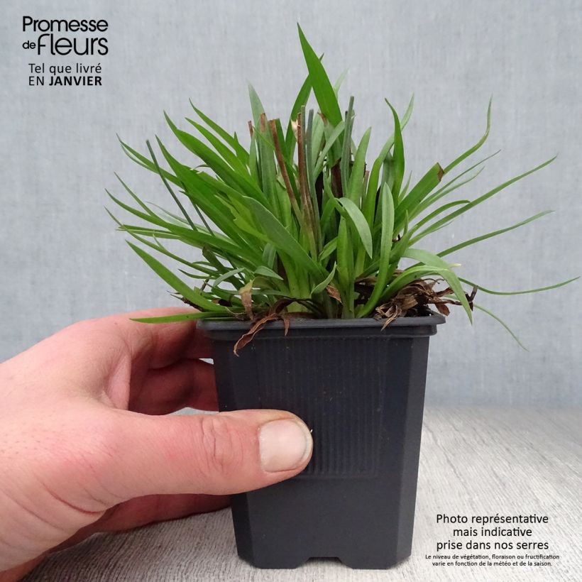 Example of Armeria pseudarmeria Ballerina Lilac - Gazon d'Espagne Kweekpotje van 8/9 cm as you get in hiver