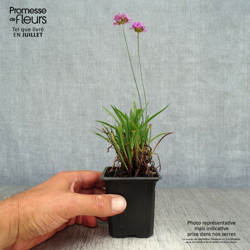 Exemplaar van Armeria pseudarmeria Ballerina Lilac - Engels gras Kweekpotje van 8/9 cm zoals geleverd in de zomer