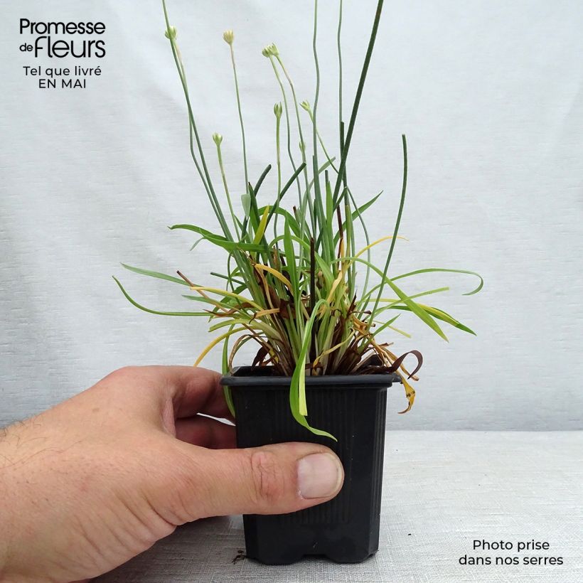 Exemplaar van Armeria pseudarmeria Ballerina Red - Engels gras Kweekpotje van 8/9 cm zoals geleverd in de lente