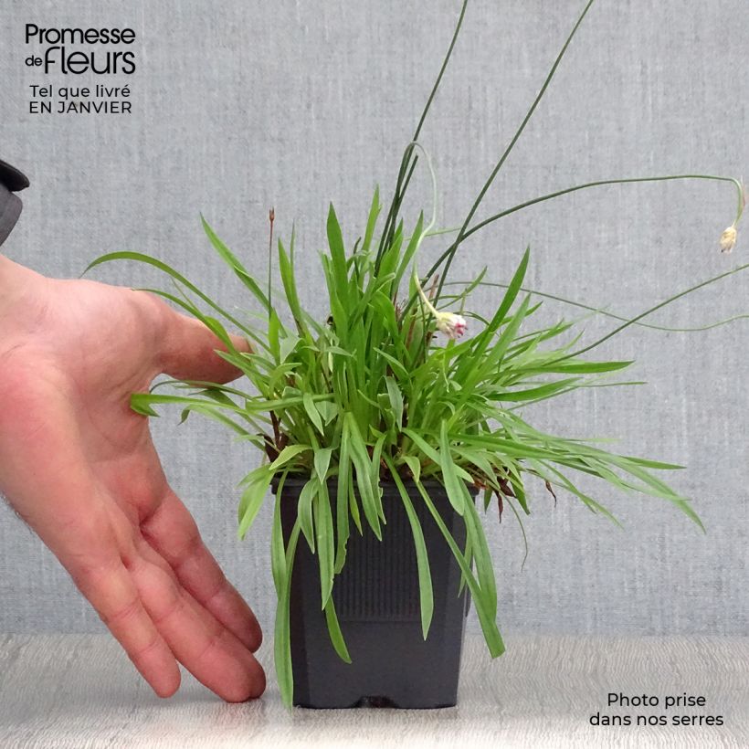 Example of Armeria pseudarmeria Ballerina Red - Gazon d'Espagne. Kweekpotje van 8/9 cm as you get in hiver