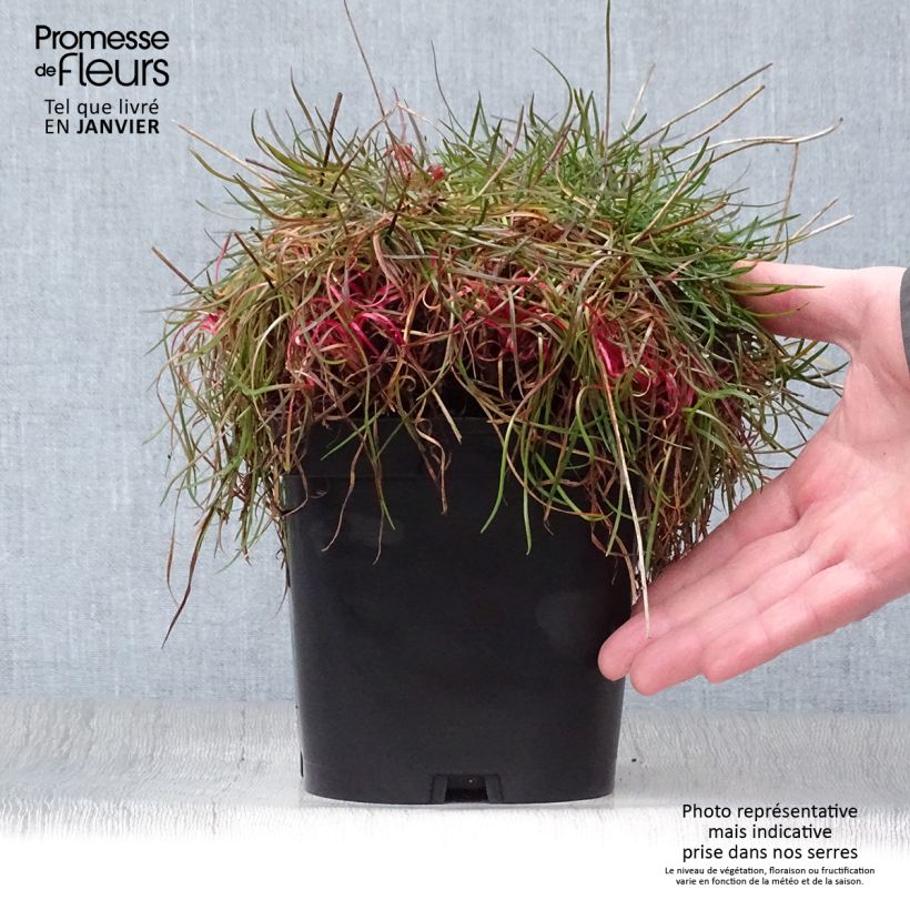 Example of Armeria pseudarmeria Ballerina Red - Gazon d'Espagne. Pot van 2 l/3 l as you get in hiver