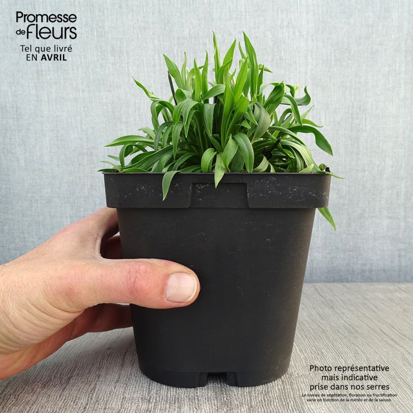 Exemplaar van Armeria pseudarmeria Ballerina Red - Engels gras Pot van 2 l/3 l zoals geleverd in de lente