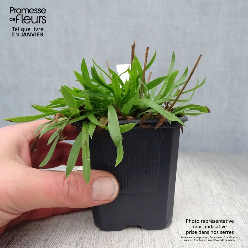 Example of Armeria pseudarmeria Ballerina White - Gazon d'Espagne Kweekpotje van 8/9 cm as you get in hiver